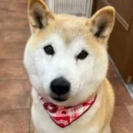 愛犬美容室QunQun 亀山エコー店