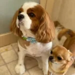 愛犬美容室QunQun(クンクン) 菰野店