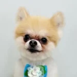 愛犬美容室QUNQUN  泊店